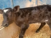 Bou, Rasa Holstein — foto 3