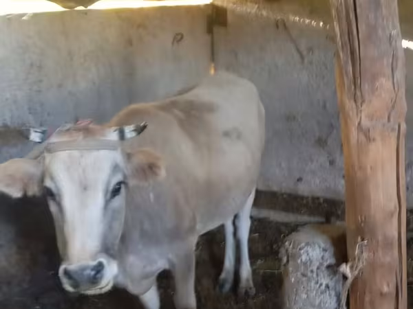 گاو ماده, گاو