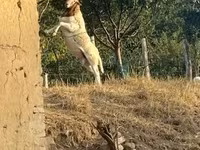Kambing jantan, Dorper sheep — foto 3