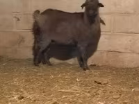 ፍየል, Alpine goat — ፎቶ 2
