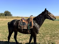 Жребец, Karachay horse — снимка 3