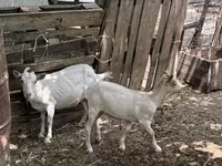 Koza, Saanen goat — fotografija 2