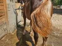 فرس, الخيول — الصورة 4