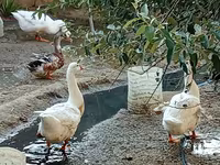 Geese — ছবি 4