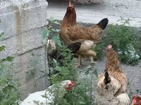 Chickens — تصویر 7