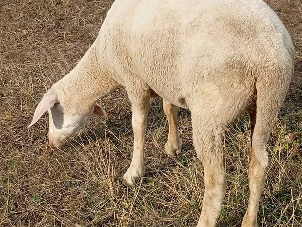 Sheep, Merino sheep — Moldova