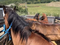 Kuda betina, Horses — foto 1