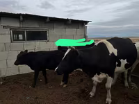 گاو ماده, Russian Black pied cattle — عکس 3