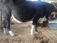 ላም, Russian Black pied cattle — ፎቶ 3