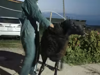Qoç, Karakul sheep — foto 2