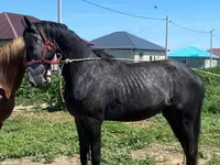 Cal, Anglo-Arabian — foto 3