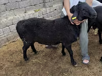 Baran, Rhon sheep — zdjęcie 3