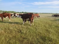 گائے, Latvian Blue cattle — تصویر 2