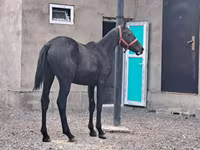 Адуу, Thoroughbred horse — 3 зураг