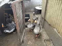Geese — Foto 3