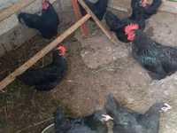 Australorp — foto 3