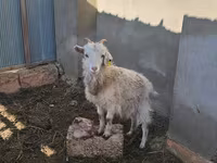 Ziege, Saanen goat — Foto 4