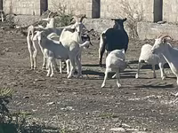 بز ماده, بز — عکس 2