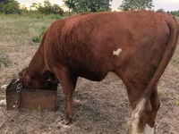 Mucca, Bovini — foto 2