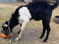 بز نر, Nubian Goat — عکس 2