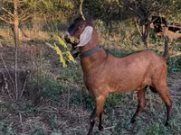 Bok, Nubian Goat — foto 3