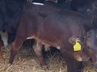 Lembu jantan, Simmental cattle — foto 2