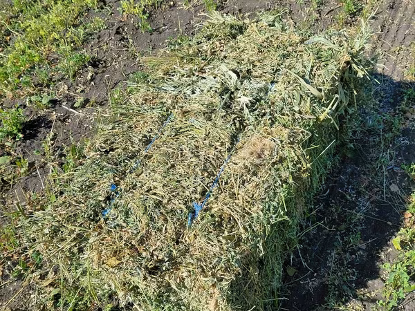 Продам тюки люцерны первый покос этого года