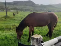 公马, Horses — 照片 3