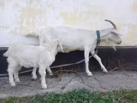 بز ماده, Saanen goat — عکس 6