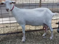 بکری, Saanen goat — تصویر 1