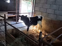 Bou, Rasa Holstein — foto 6