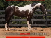 ცხენი, Friesian — ფოტო 1