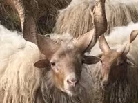 میش, Racka sheep — عکس 5