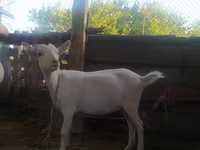 Ziege, Saanen goat — Foto 3