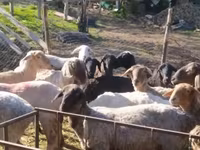 Koç, Rhon sheep — foto 2