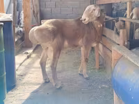 Berbec, Arashan sheep — foto 2