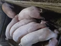 Babi (lot, jantina tidak dinyatakan), Дюрок — foto 1