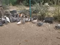 Guinea fowl — ảnh 2
