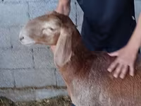 Får, Arashan sheep — foto 7