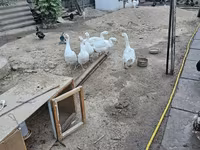 Geese — fotografija 7