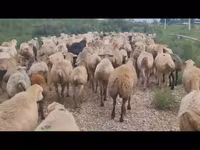 میش, گوسفند — عکس 1