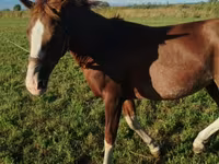 Kůň, Koně — foto 3