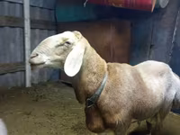 የጎትት አውራ በግ, Arashan sheep — ፎቶ 1