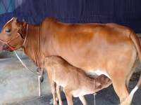 Cow, Cattle — photo 1