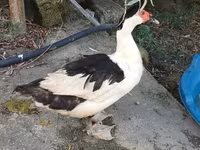 Domestic Muscovy — foto 2