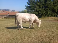 ወንድ በሬ, Charolais cattle — ፎቶ 1