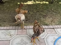 Chickens — zdjęcie 2