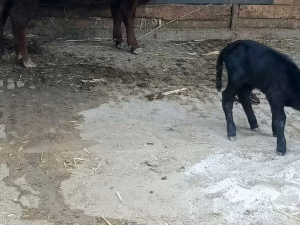 Banteng, Aberdeen-Angus