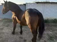 Stute, Hungarian horse breed — Foto 2
