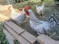 Australorp — foto 1